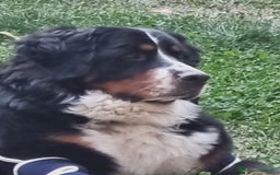 Bovaro del Bernese cani in vendita: BOVARO DEL BERNESE  a Provincia autonoma di Trento - Immagine 7
