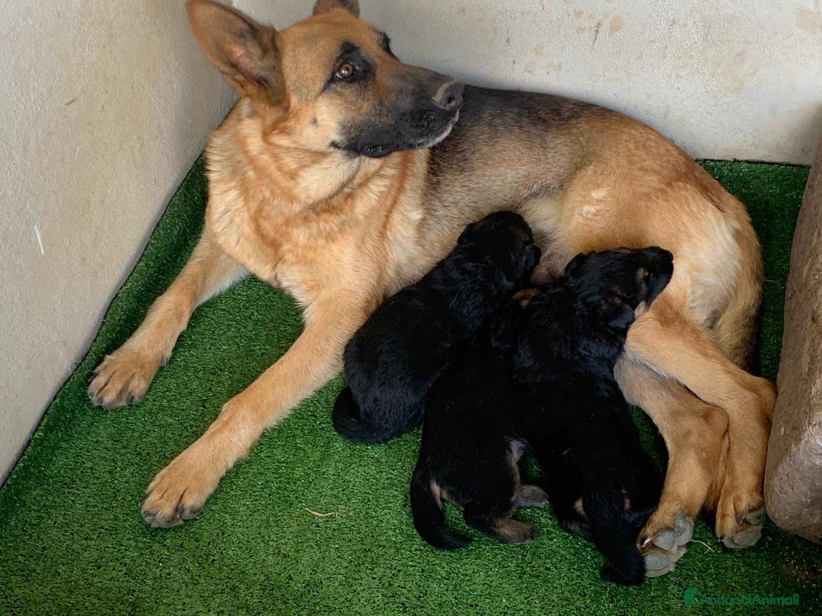 Pastore Tedesco cani Disponibili cuccioli di pastore tedesco - Annuncio 19