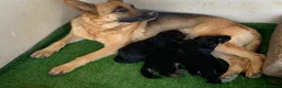 Pastore Tedesco cani in vendita: Disponibili cuccioli di pastore tedesco a Provincia del Sulcis Iglesiente - Annuncio 1
