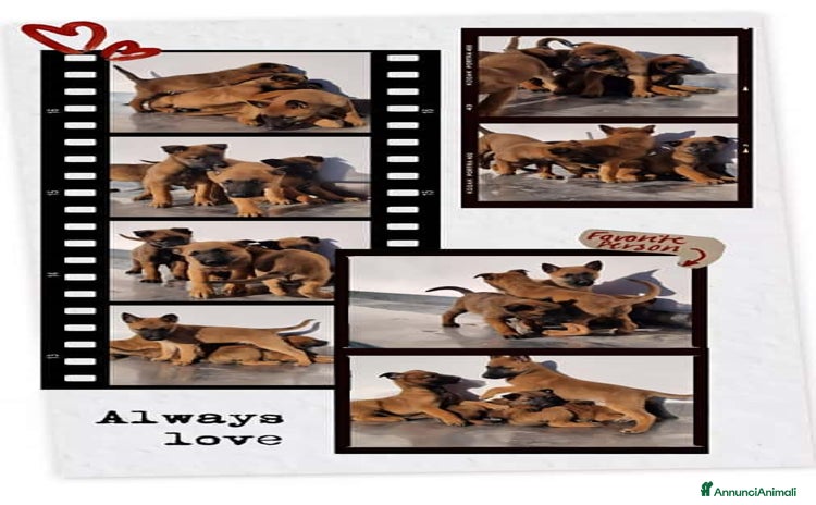 Pastore Belga cani - Annuncio 1