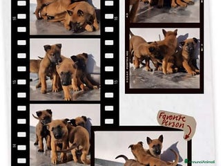 Pastore Belga cani Cuccioli Pastore Belga Malinois in Campania - Annuncio 14