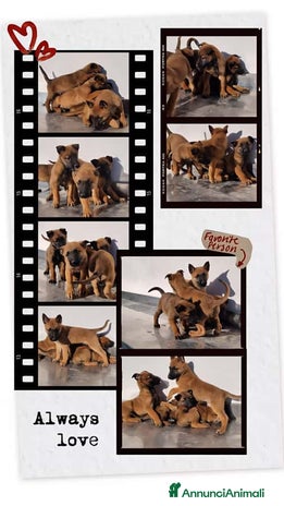 Pastore Belga cani Cuccioli Pastore Belga Malinois in Campania - Annuncio 1