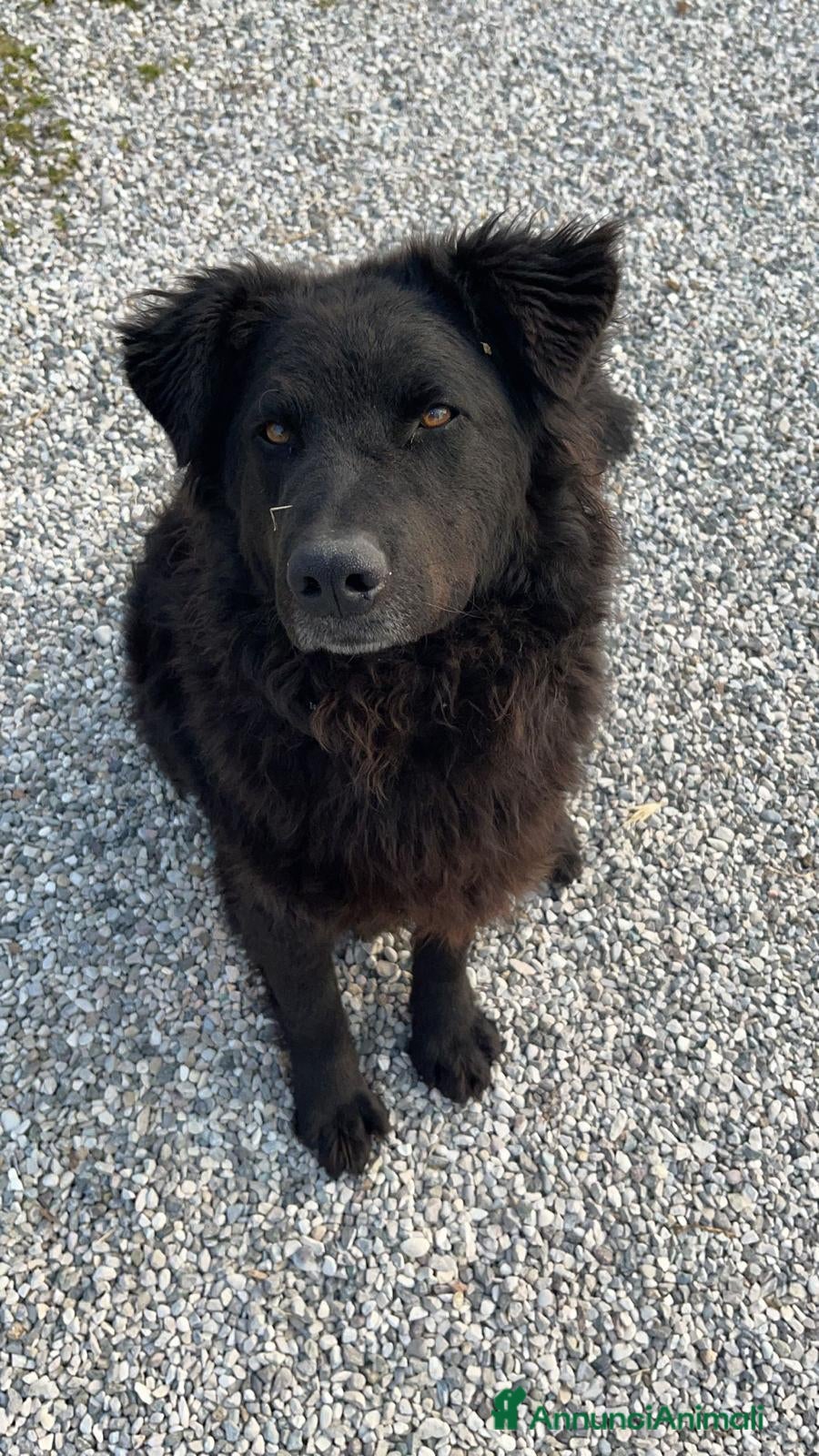 Meticcio cani Black, simil pastore Lagorai! (6 anni)  - Annuncio 24