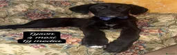 Meticcio cani in regalo: CUCCIOLI, NON HANNO CHIESTO DI NASCERE  a Provincia di Brescia - Annuncio 7