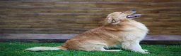 Golden Retriever cani in vendita: Cucciolata 100% americana  - Annuncio 14