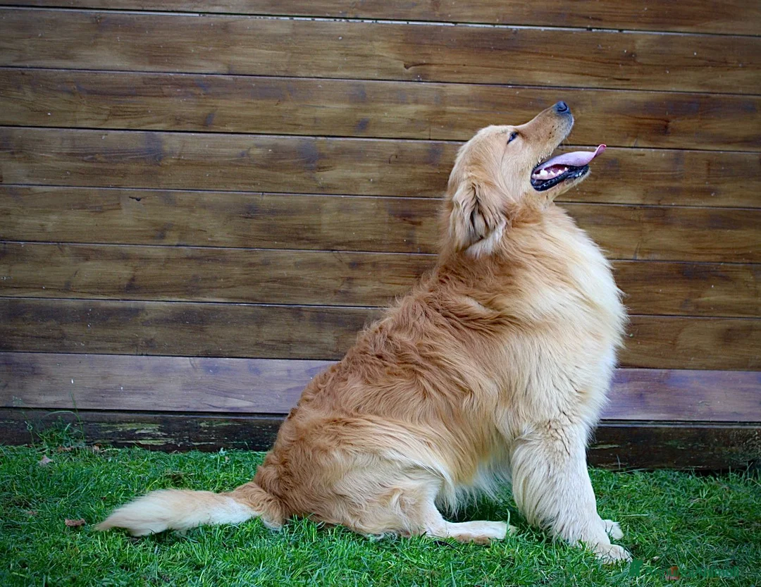 Golden Retriever cani in vendita: Cucciolata 100% americana  - Annuncio 14