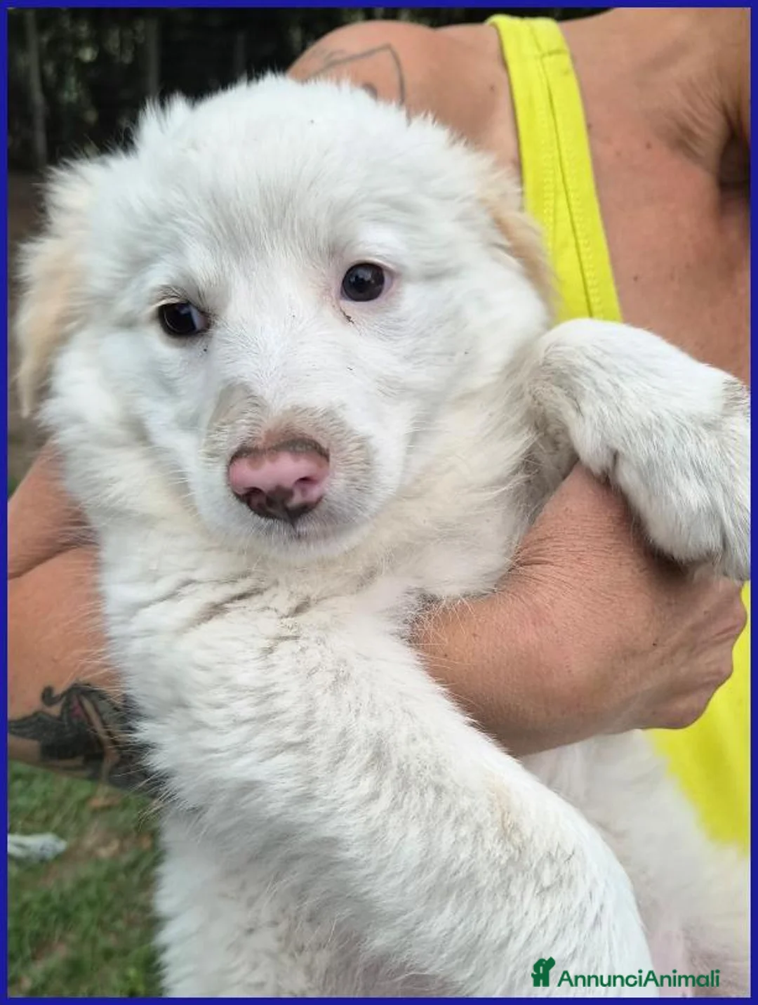 Meticcio cani in regalo: MOUSSAKA TENERA CUCCIOLA 2 MESI, UN INSIEME DI DOL - Annuncio 8