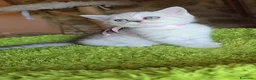 Scottish gatti in vendita: Scottish fold e straight  - Annuncio 27