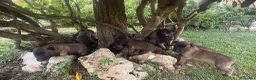 Beagle cani in vendita: Pastore belga Malinois  - Annuncio 15