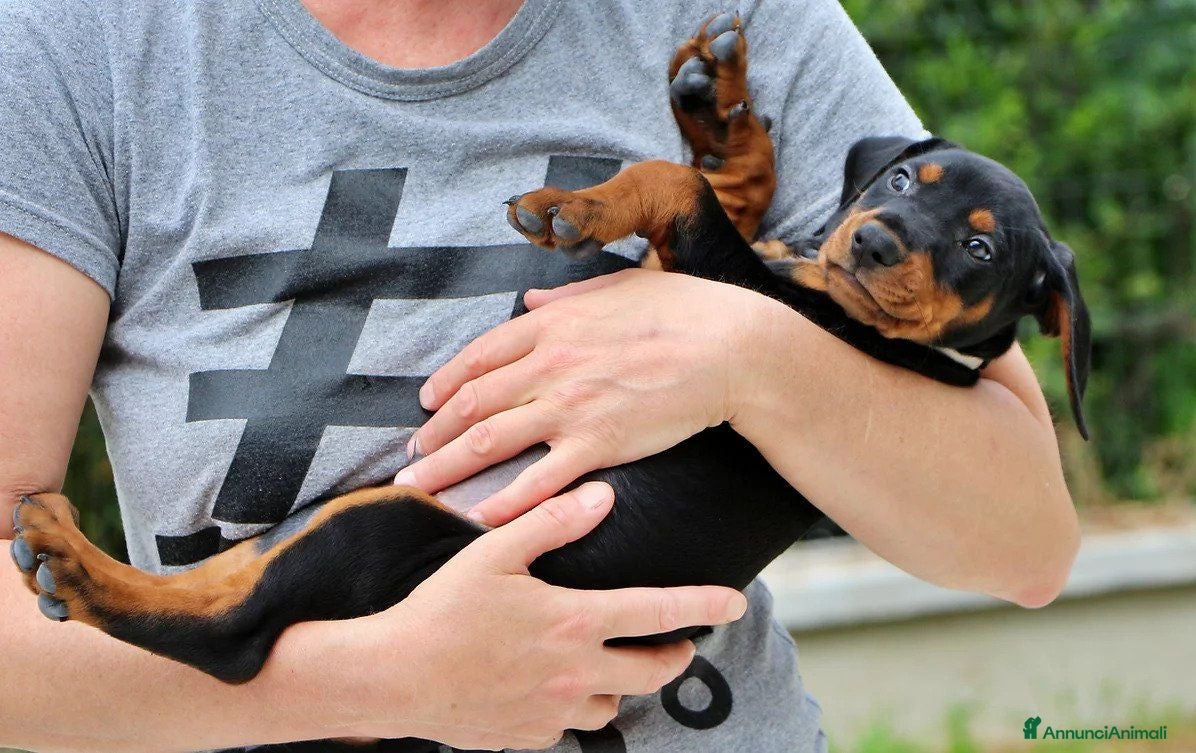 Pinscher Tedesco cani Cuccioli di Pischer Tedesco - Annuncio 2