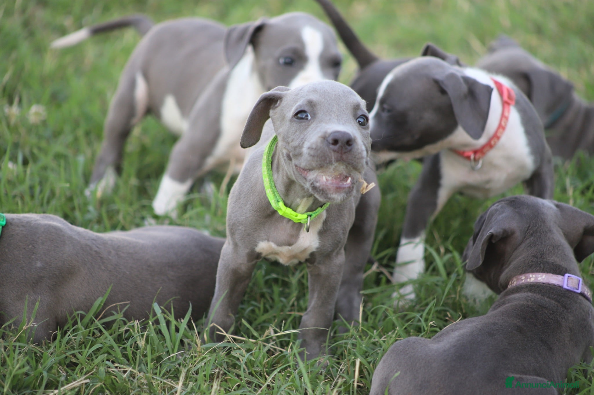 Pitbull cani Cuccioli Pit Bull Blue Nose anche a rate - Annuncio 12