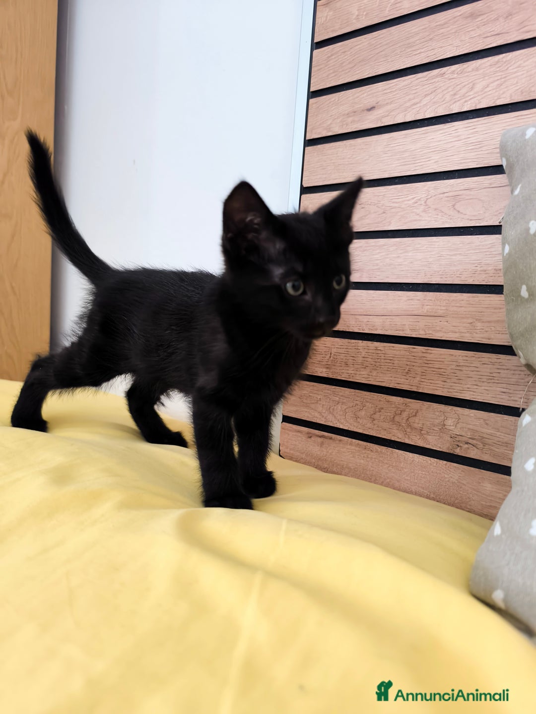 Europeo gatti in vendita: Gattino di 3 mesi maschio a Provincia di Lecco - Immagine 2