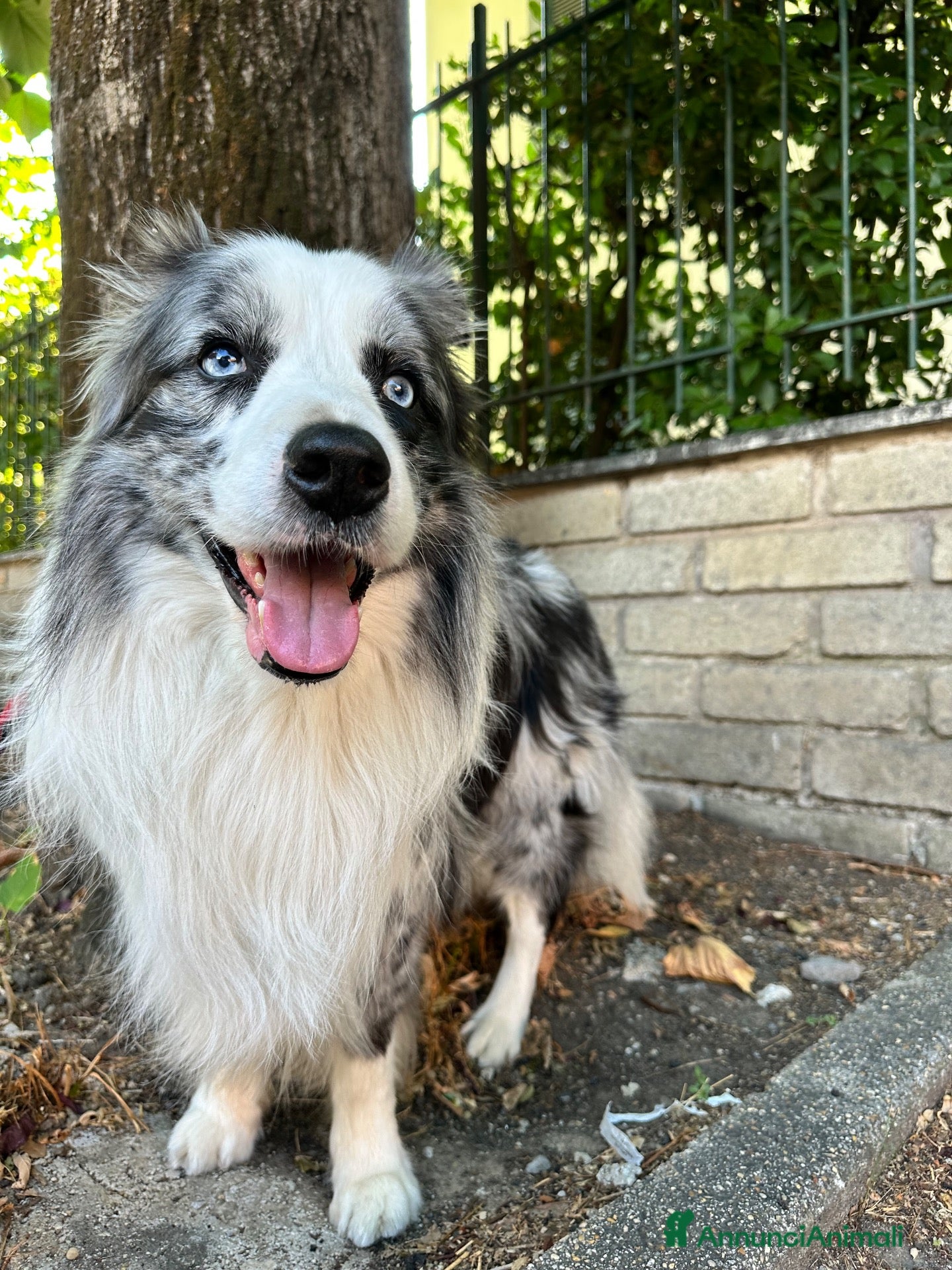 Border Collie cani Border Collie Blue Merle per monta - Annuncio 1