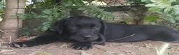 Labrador cani in vendita: Cuccioli  di Labrador Retriever  - Annuncio 3