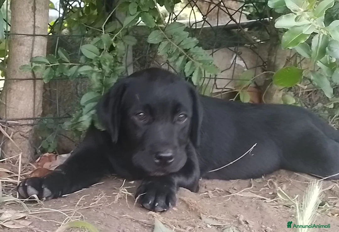 Labrador cani in vendita: Cuccioli  di Labrador Retriever  - Annuncio 3