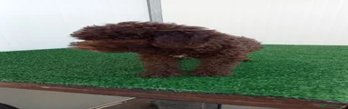 Lagotto 2