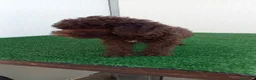 Lagotto cani in vendita: Lagotto Romagnolo  - Annuncio 13