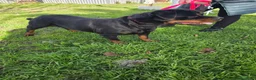 Rottweiler cani in regalo: Xena, in canile - Annuncio 3