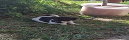 Jack Russell cani in vendita: Cuccioli di jack russel  a Provincia di Lecce - Annuncio 6