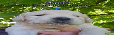 Golden Retriever Cucciolo 2
