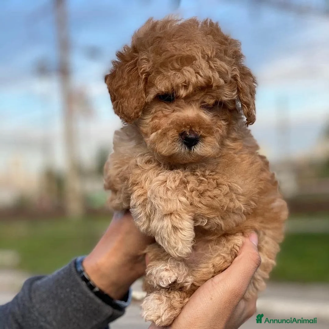 Barboncino cani in vendita: Splendidi cuccioli di Barboncino a Provincia di Verona - Annuncio 2