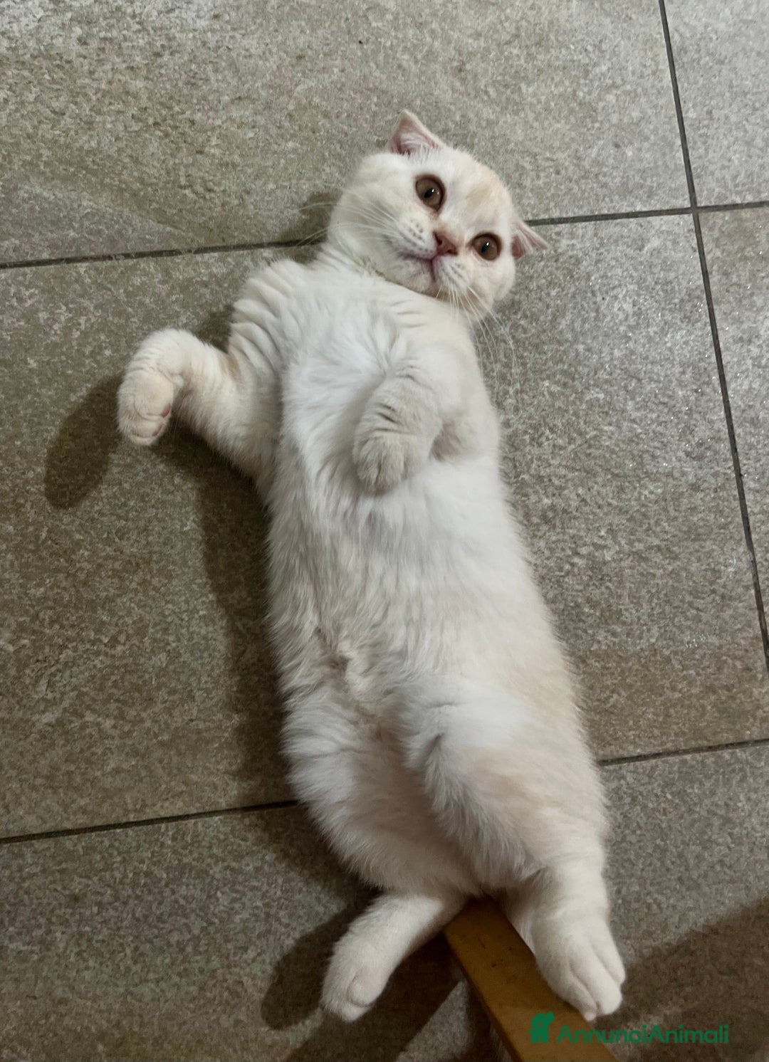 Scottish gatti in vendita: Scottish  a Città Metropolitana di Bologna - Immagine 1