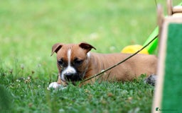 American Staffordshire cani in vendita: Disponibili ancora solo 3 maschietti!!! a Provincia di Varese - Immagine 2