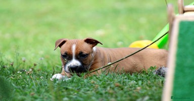 American Staffordshire cani a Provincia di Varese - Annuncio 9