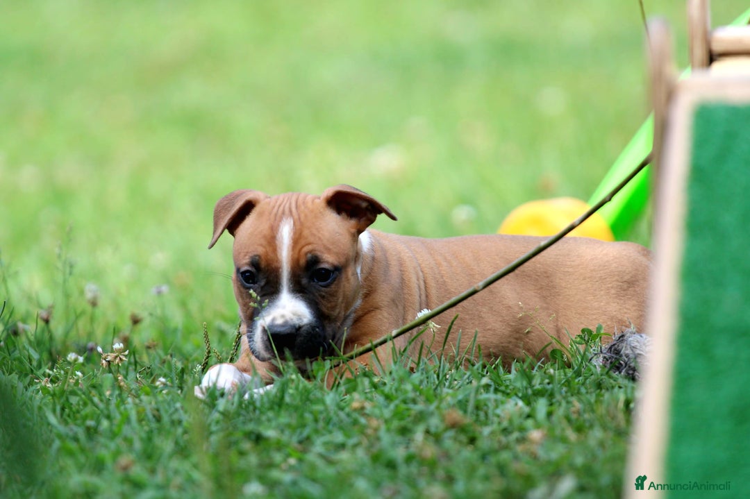 American Staffordshire cani in vendita: Disponibili ancora solo 3 maschietti!!! a Provincia di Varese - Immagine 2