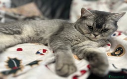 Scottish gatti in vendita: Scottish straight a Provincia di Mantova - Immagine 6