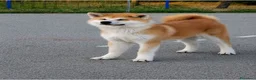 Akita Inu cani in vendita: Cuccioli Akita Inu – disponibili ancora 3 cuccioli - Annuncio 5