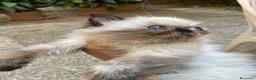 Persiano gatti in vendita: cucciola persiana color point himalaiana - Annuncio 2
