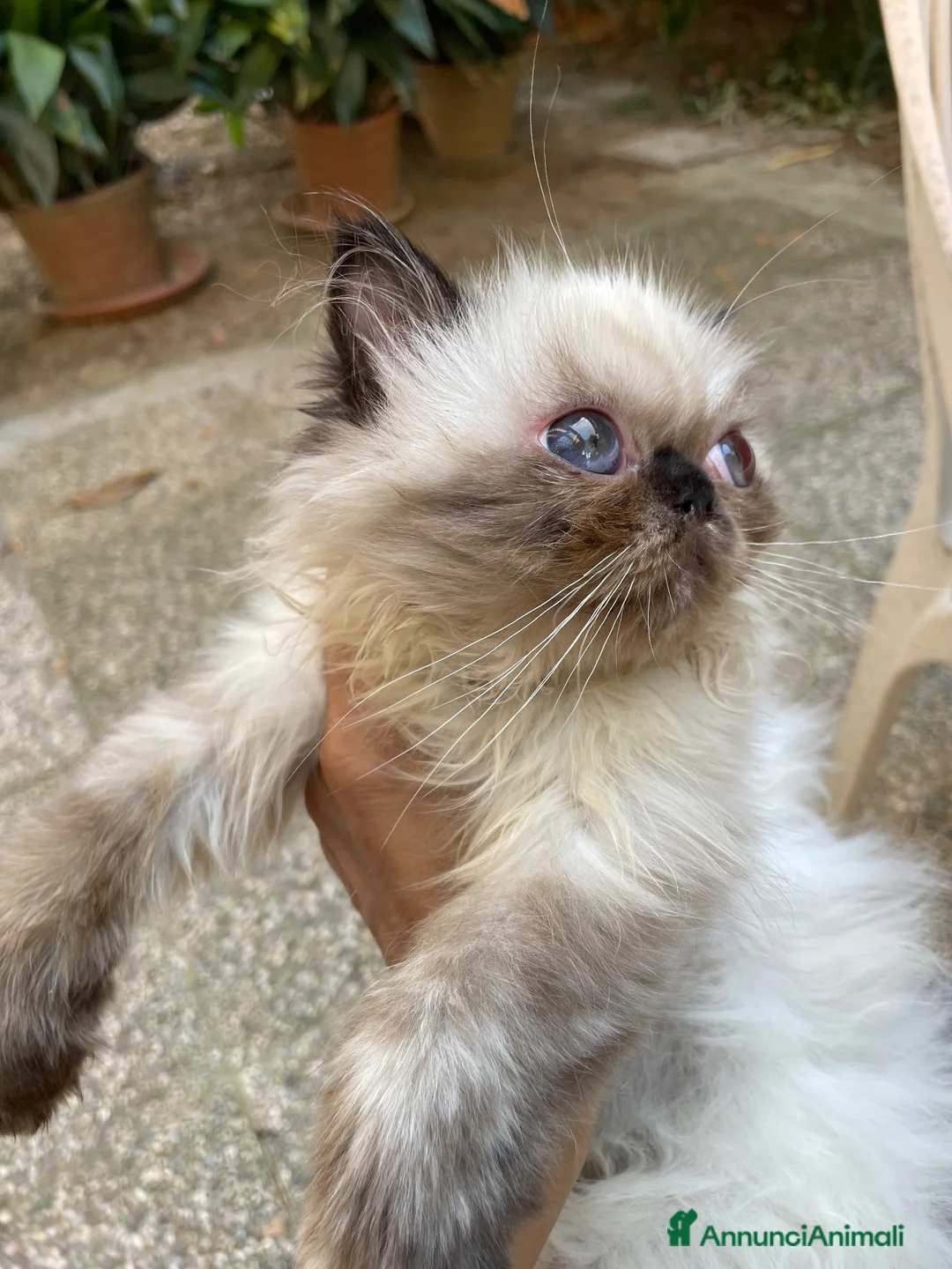 Persiano gatti in vendita: cucciola persiana color point himalaiana - Annuncio 2