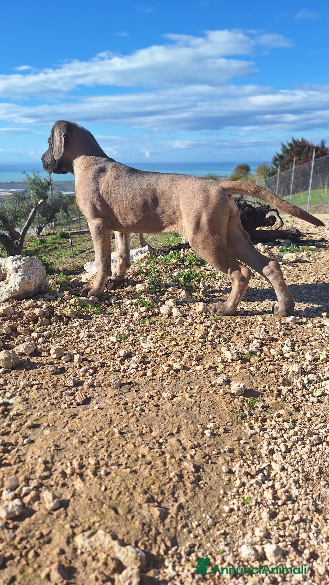 Cane Corso cani in vendita: Cucciole Cane Corso - Annuncio 11