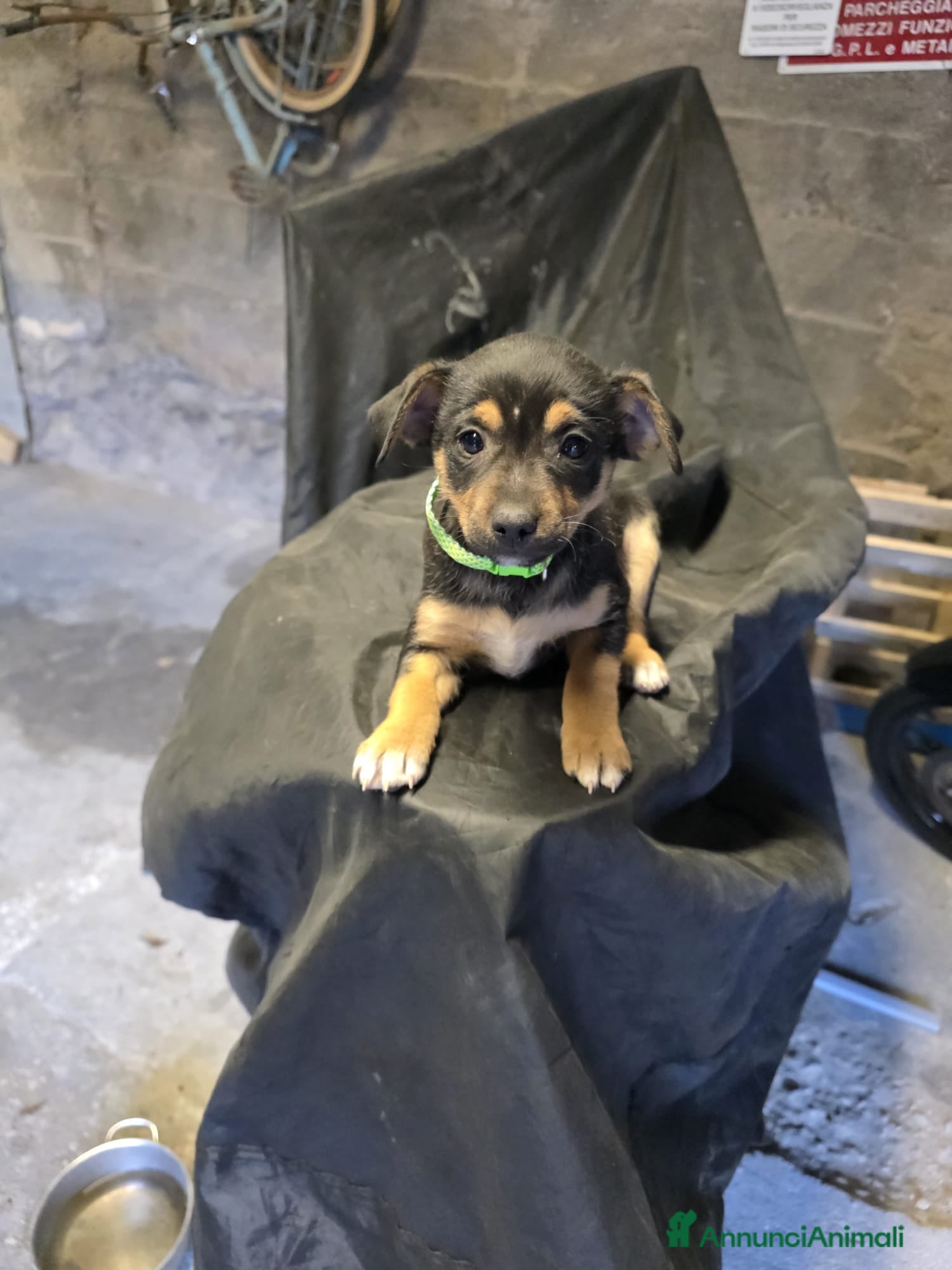 Meticcio cani Regalo cucciola a Provincia di Salerno - Annuncio 2