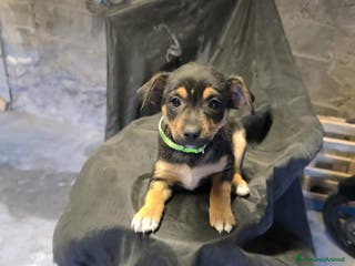 Meticcio cani Regalo cucciola a Provincia di Salerno - Annuncio 2