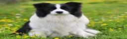 Border Collie cani in vendita: Cuccioli di Border collie  a Provincia di Padova - Annuncio 9