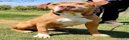 Pitbull cani in regalo: ADOZ.DEL💔:salvato xke legato ad una pomba di benz - Annuncio 2