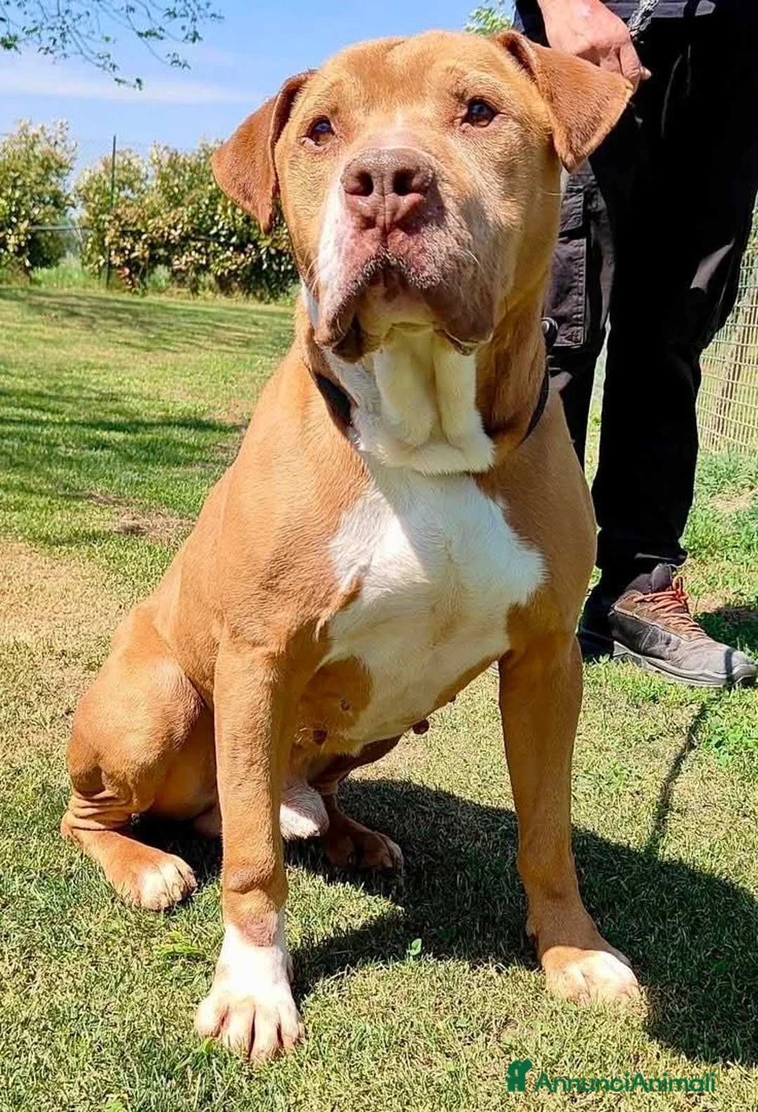 Pitbull cani in regalo: ADOZ.DEL💔:salvato xke legato ad una pomba di benz - Annuncio 2