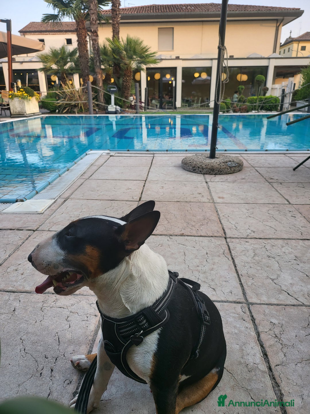 Bull Terrier Mini cani per accoppiamento: Maschio Bull terrier miniature tricolor per monta - Annuncio 6