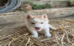 Husky cani in vendita: Husky Siberian  a Provincia di Cosenza - Immagine 4