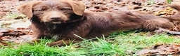 Meticcio cani in regalo: BACIO, 12 chili, dolce come un BACIO  - Annuncio 4