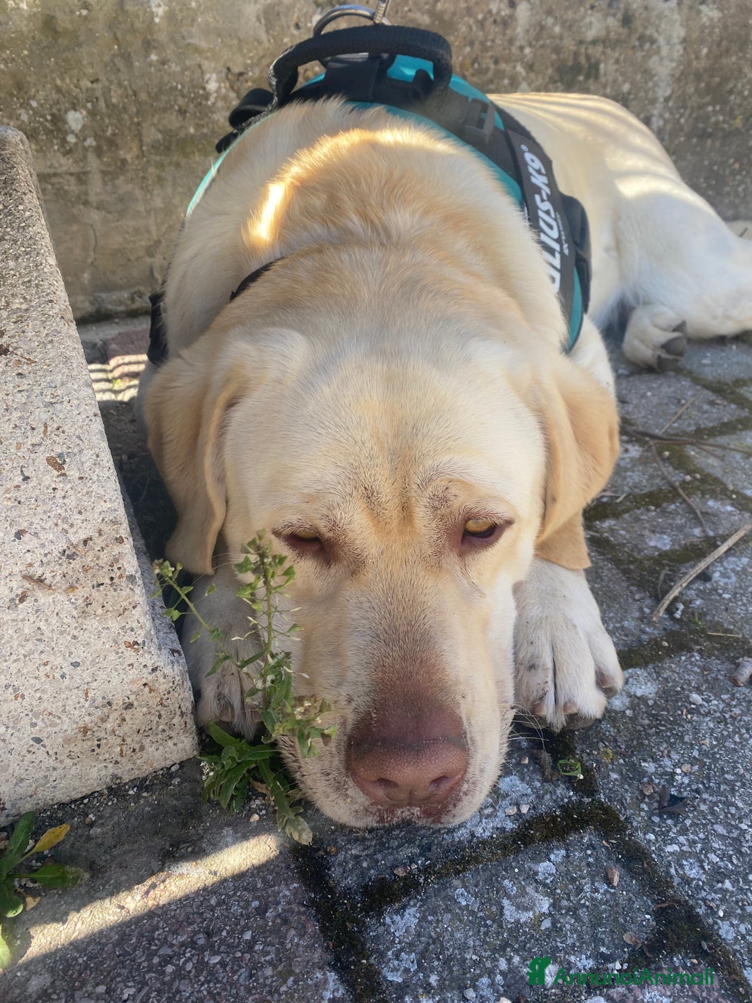 Labrador cani per accoppiamento: Seven cerca fidanzata.🐾🩵 - Annuncio 26