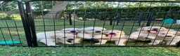 Golden Retriever cani in vendita: Cucciole di golden retriver linea inglese - Annuncio 2