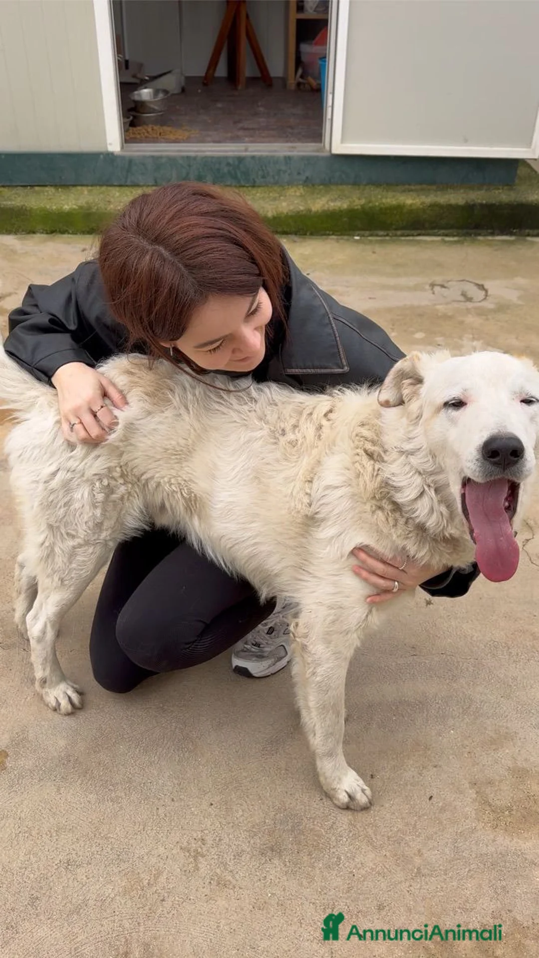 Meticcio cani in regalo: Ugo: cucciolone buonissimo con tutti  - Annuncio 12