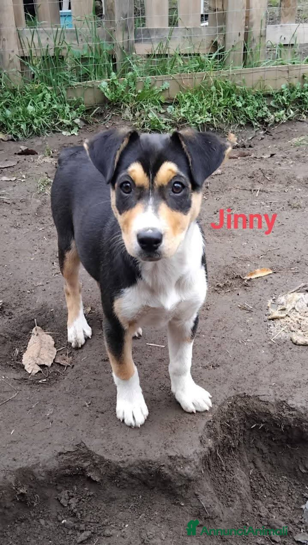 Meticcio cani in regalo: CUCCIOLI 4 MESI - Annuncio 2