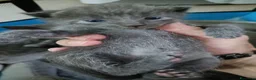 Certosino gatti in vendita: Cuccioli di certosino PURISSIMI  - Annuncio 6