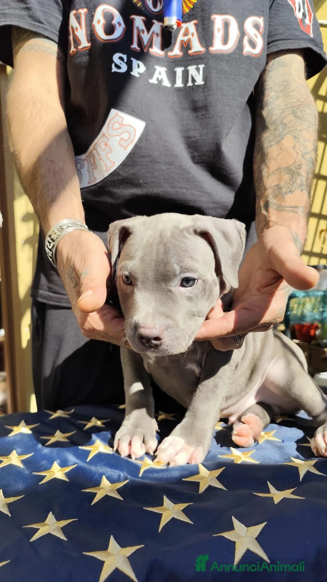 Pitbull cani in vendita: American Pitbull Terrier con pedigree - Annuncio 2