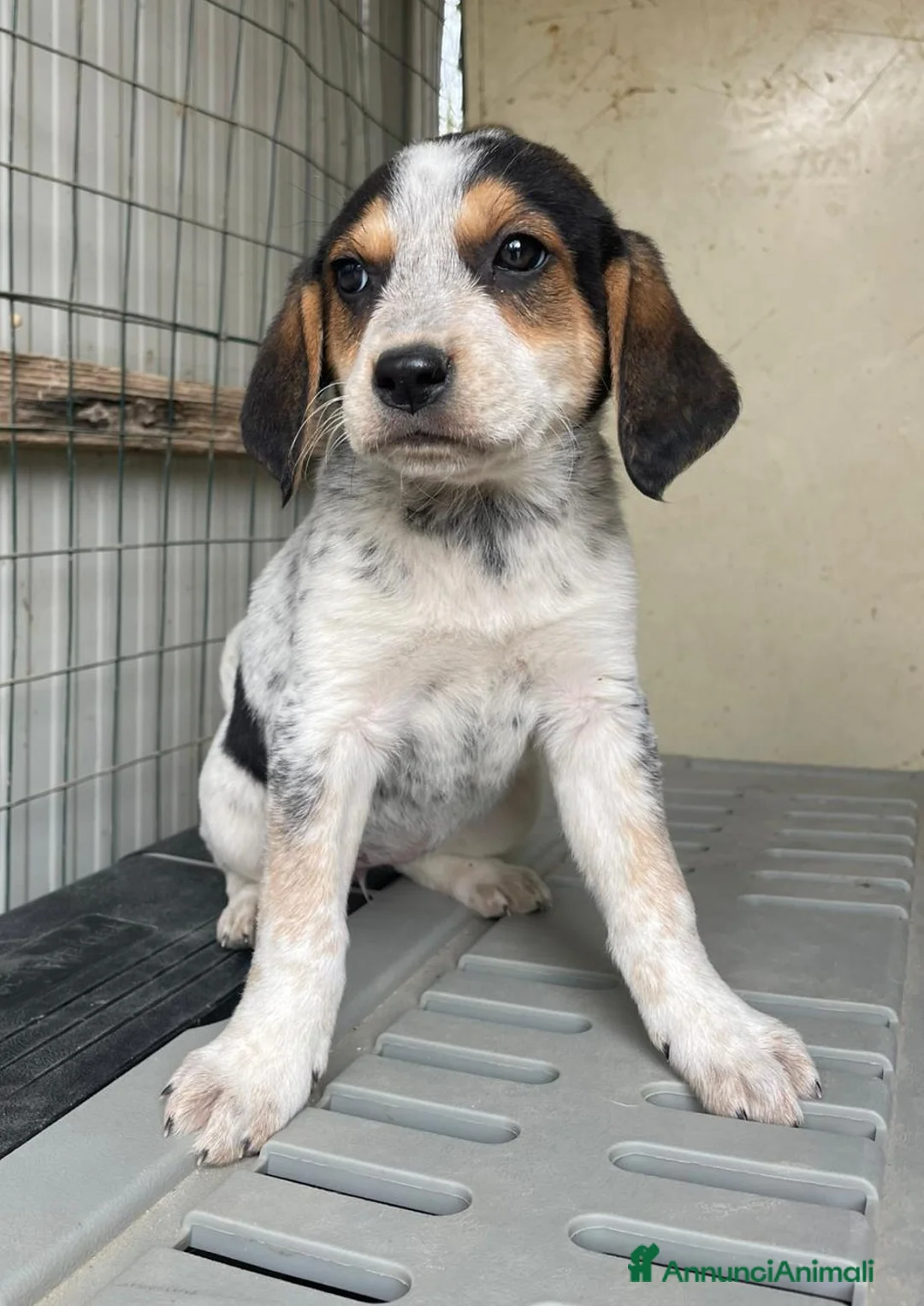 Meticcio cani in regalo: TENERE SORELLINE  - Annuncio 1