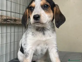 Meticcio cani TENERE SORELLINE - Annuncio 5